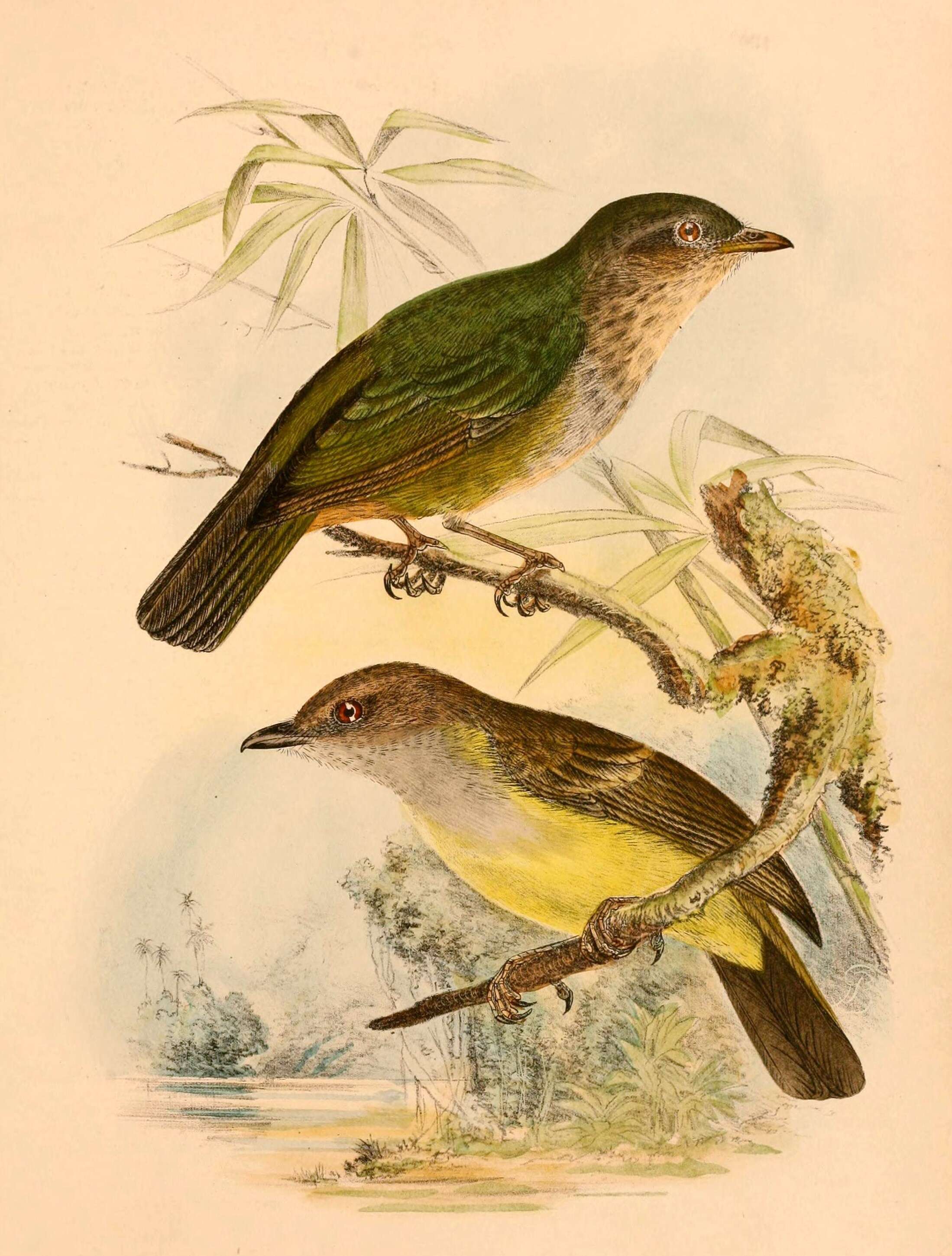 Image of whistlers