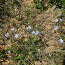 Image of Linum austriacum subsp. austriacum