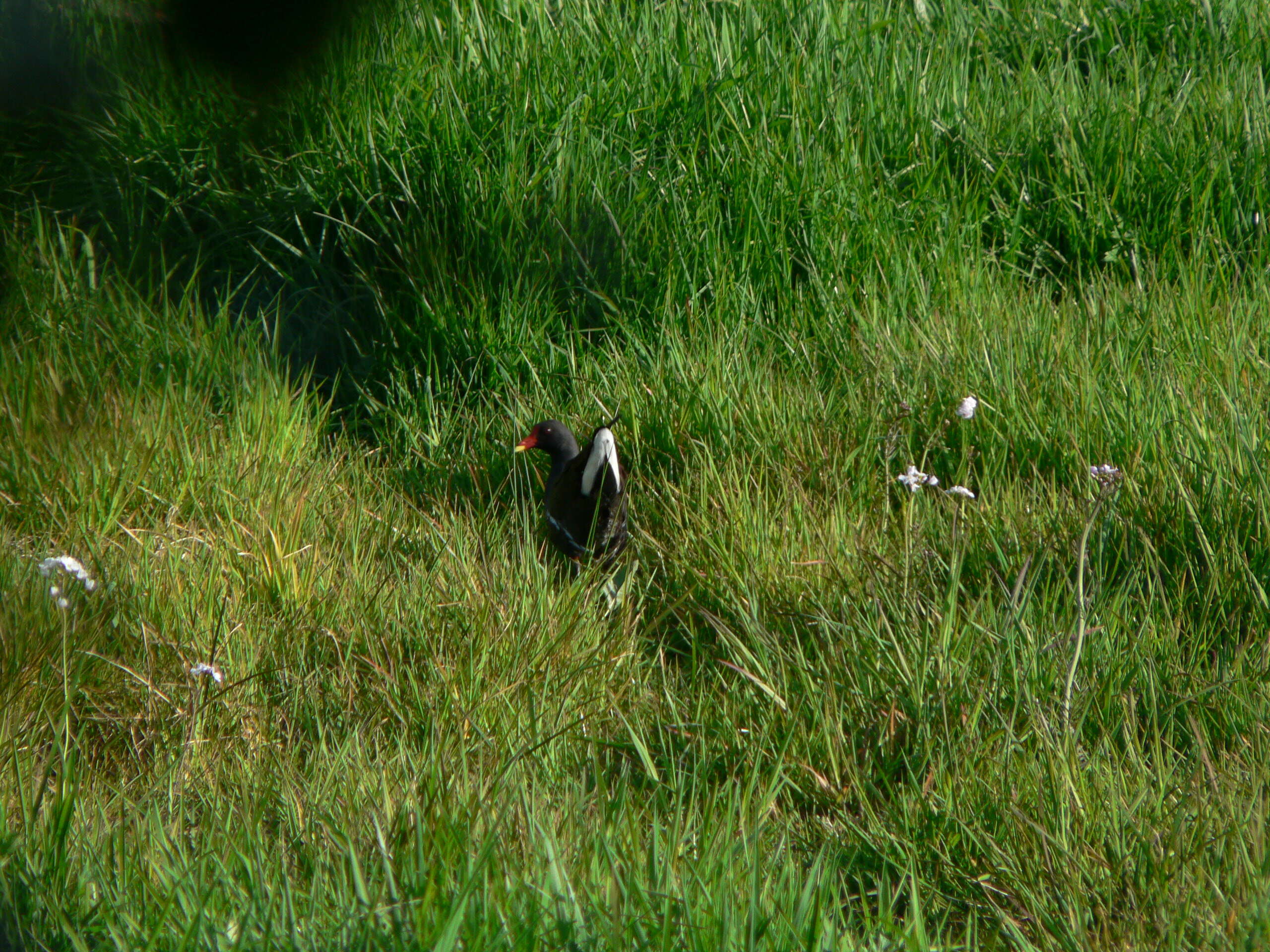 Image of Common Moorhen