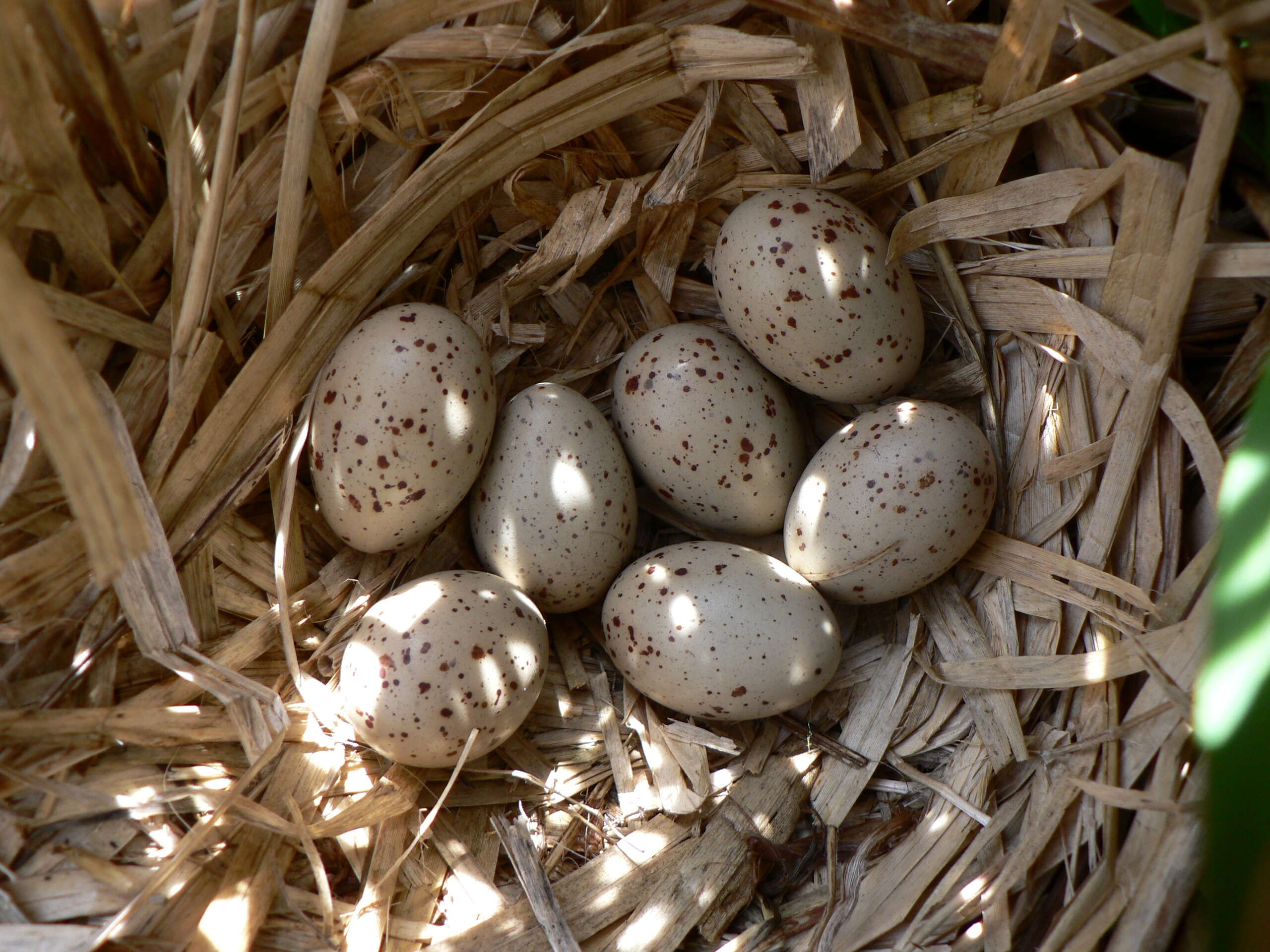 Image of Common Moorhen