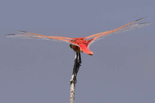 Imagem de Urothemis assignata (Selys 1872)