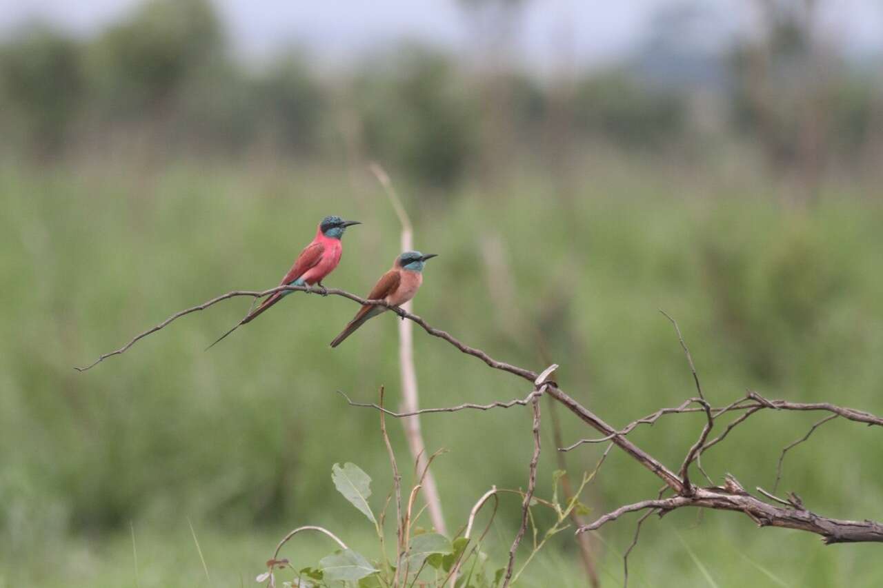 Image of Northern Carmine Bee-eater