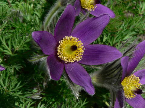 Pulsatilla vulgaris Miller resmi