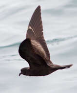 Image of Markham's Storm Petrel