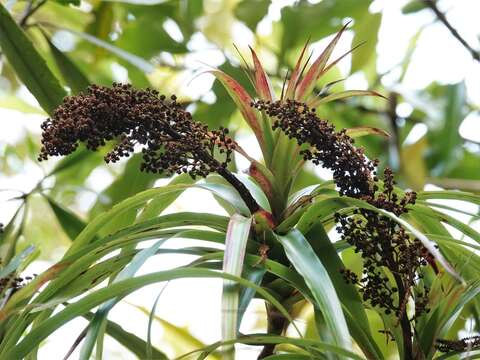 Image of Dracophyllum latifolium A. Cunn.