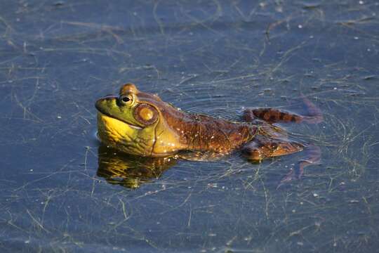 Image of American Bullfrog