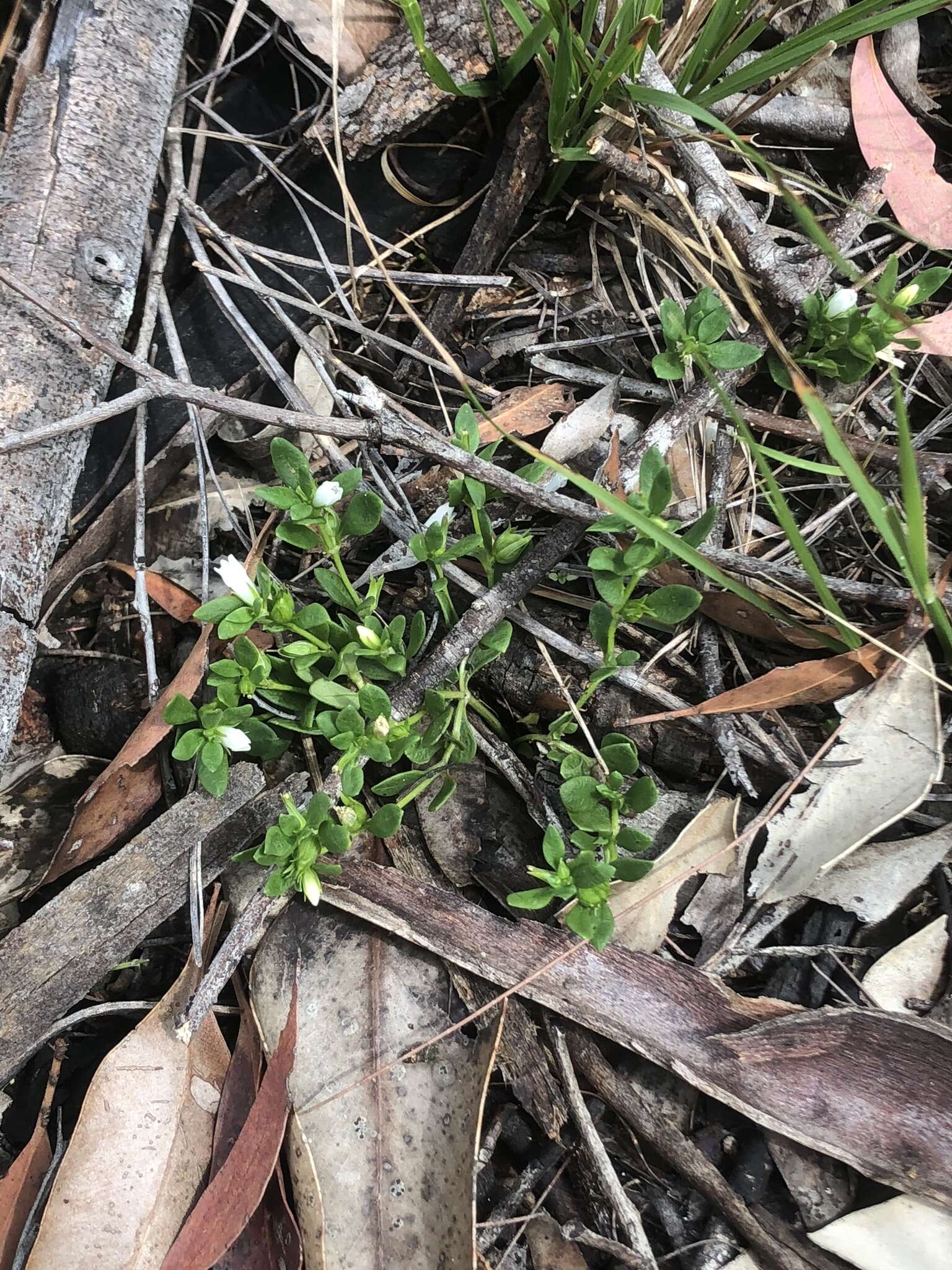 Image of Orianthera pusilla (R. Br.) C. S. P. Foster & B. J. Conn