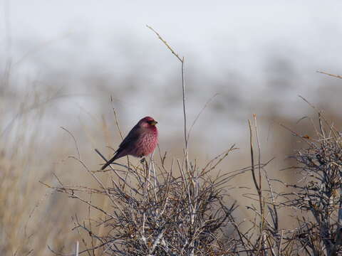 Image of Great Rosefinch