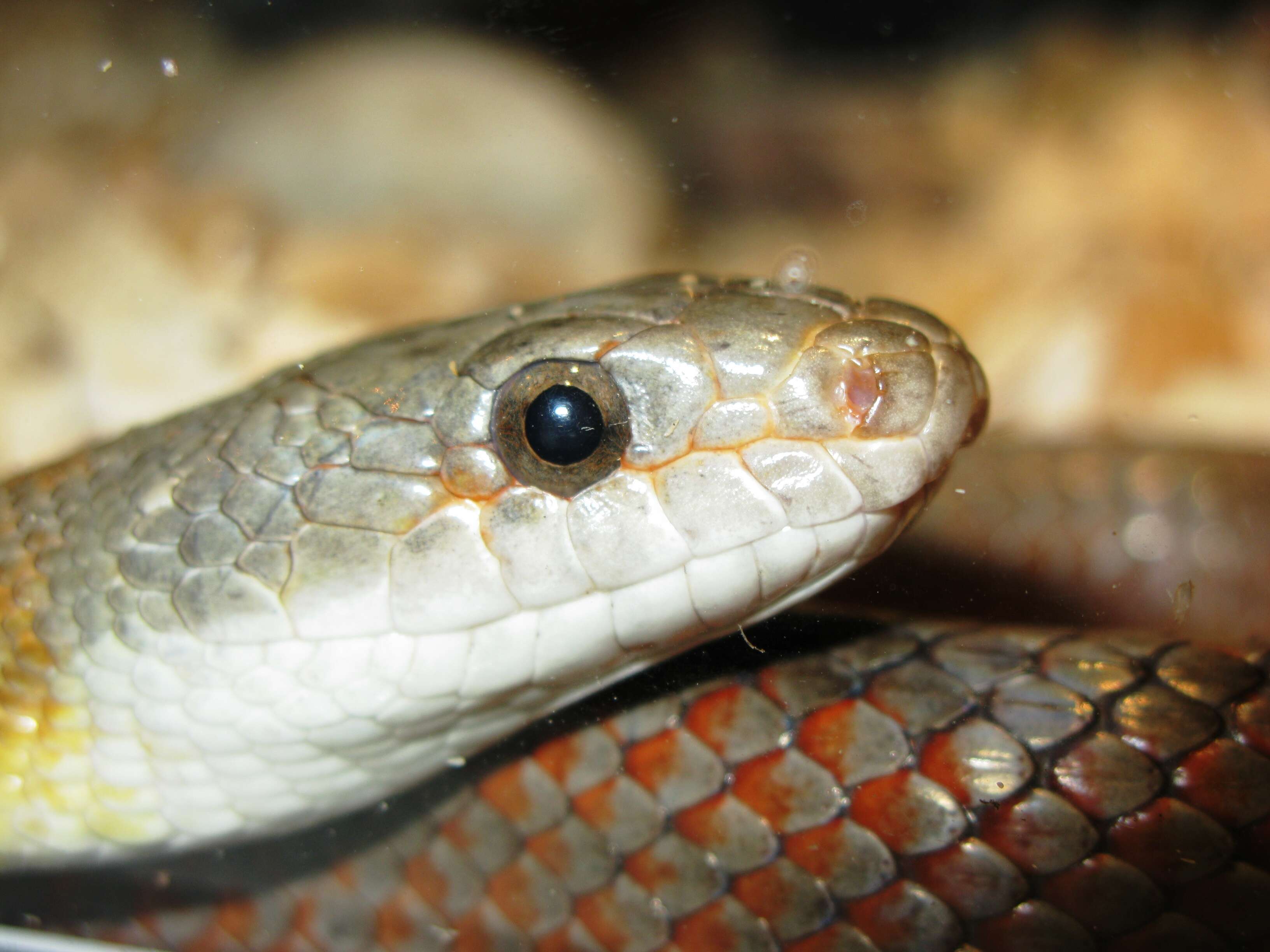 Image of Baird's Rat Snake