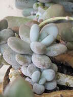 Image of Pachyphytum oviferum J. A. Purpus