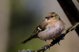 Image of Fringilla Linnaeus 1758