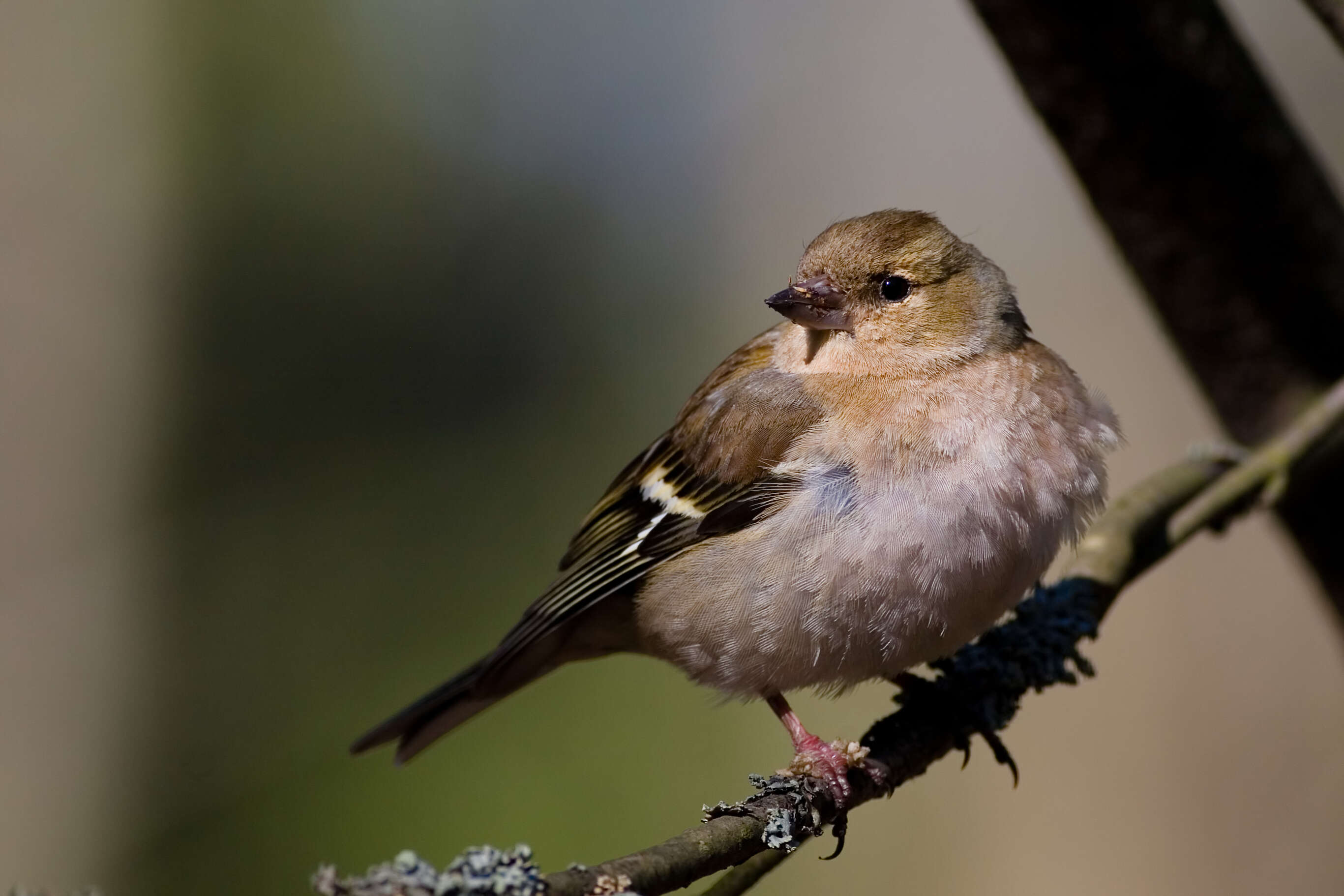 Image of Fringilla Linnaeus 1758