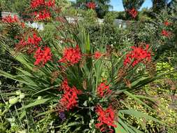 Image of Crocosmia Planch.