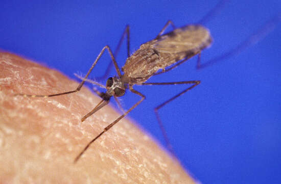 Image of Mosquitoes and Midges