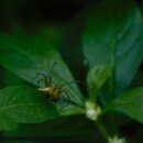 Image de Oxyopes javanus Thorell 1887