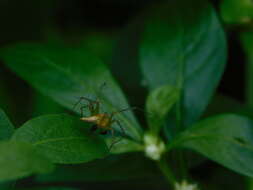 Image of Oxyopes javanus Thorell 1887