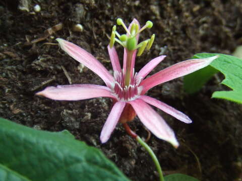 Image of Passiflora sanguinolenta Mast. & Linden