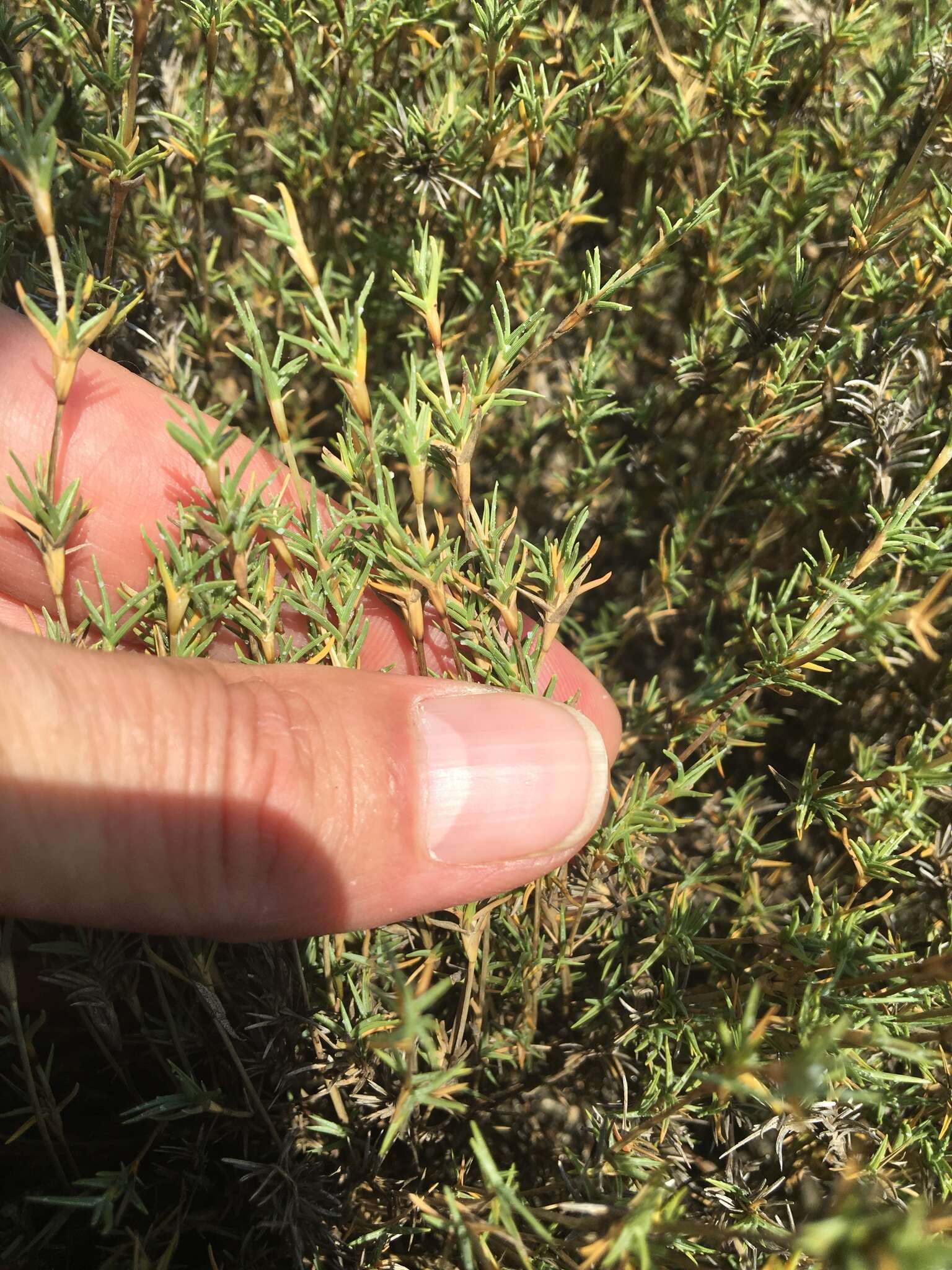 Image of Shore Grass