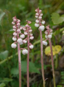 Image of common wintergreen