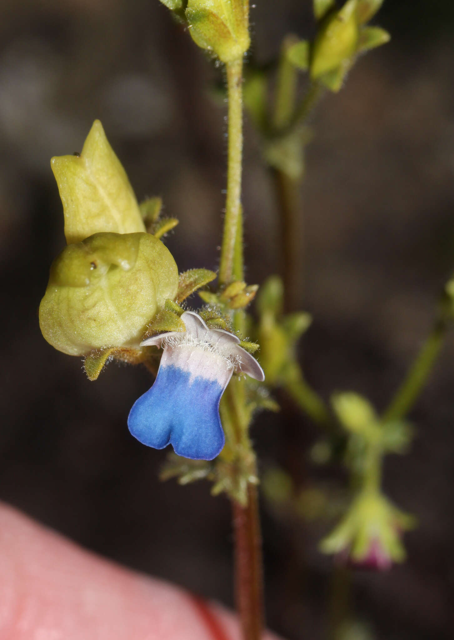 صورة Nemesia barbata (Thunb.) Benth.