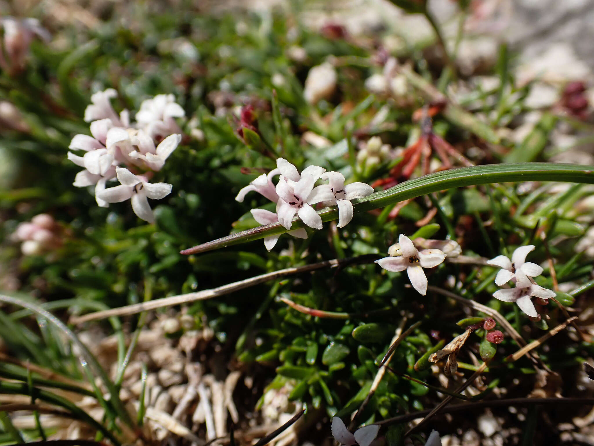 Plancia ëd Asperula neilreichii Beck