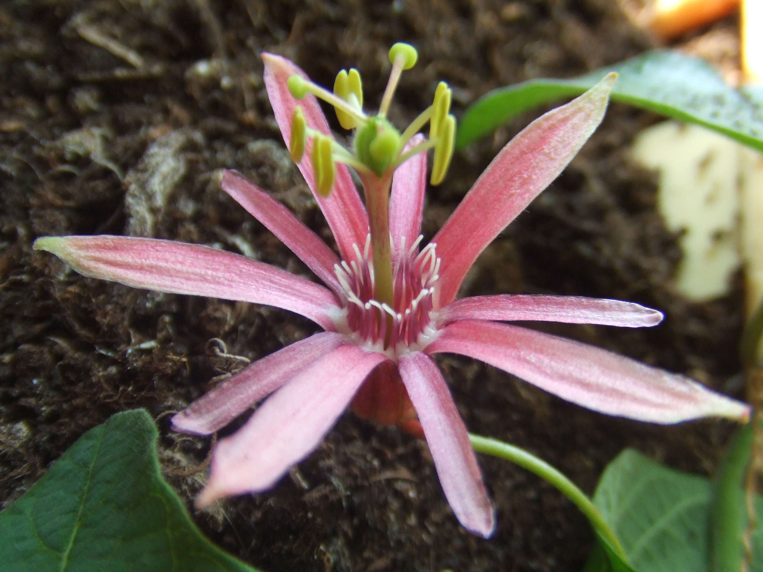 Image of Passiflora sanguinolenta Mast. & Linden