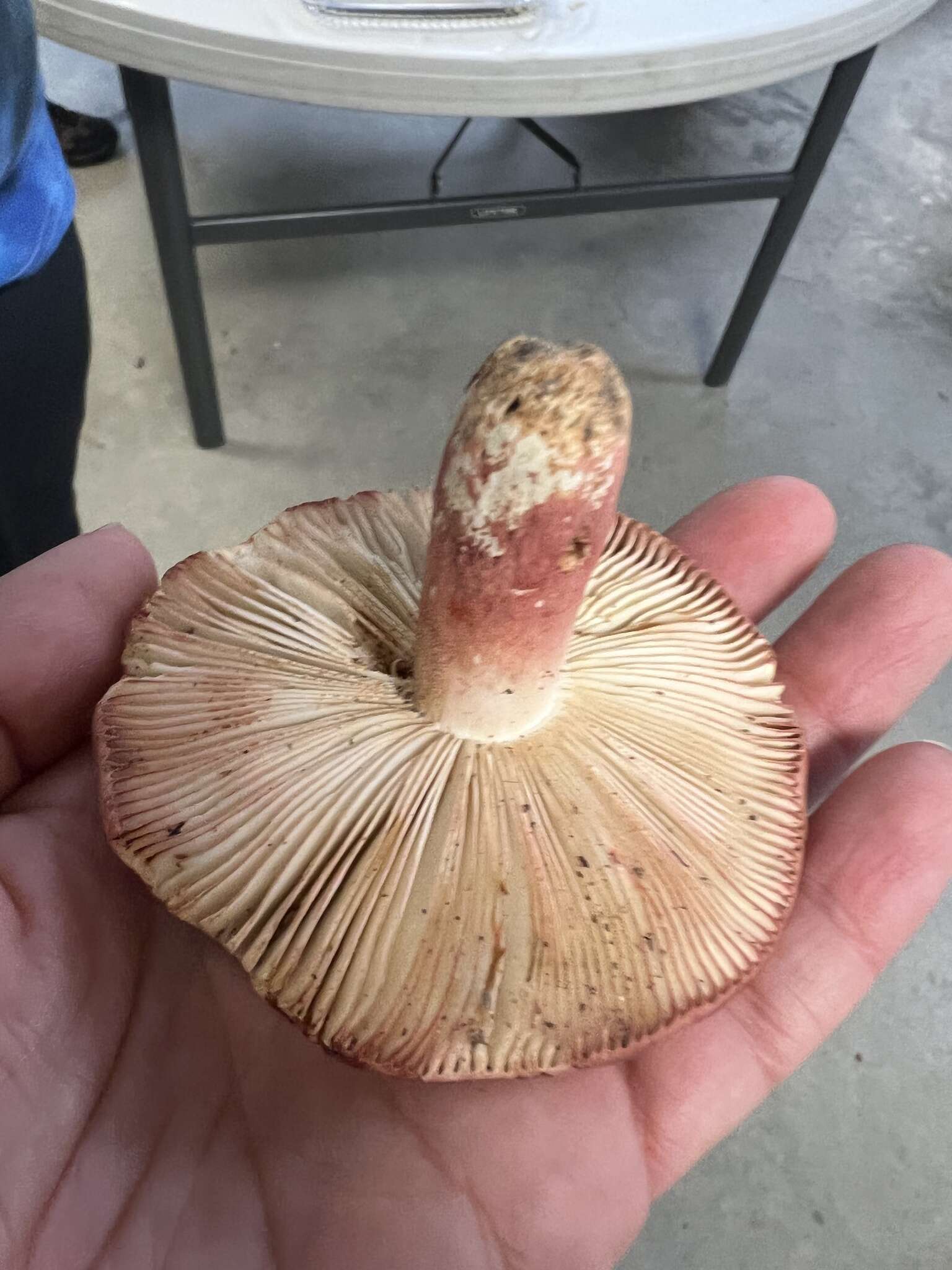 Image of Russula peckii Singer 1943