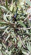 Image of European olive