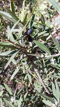 Image de Olea europaea subsp. europaea