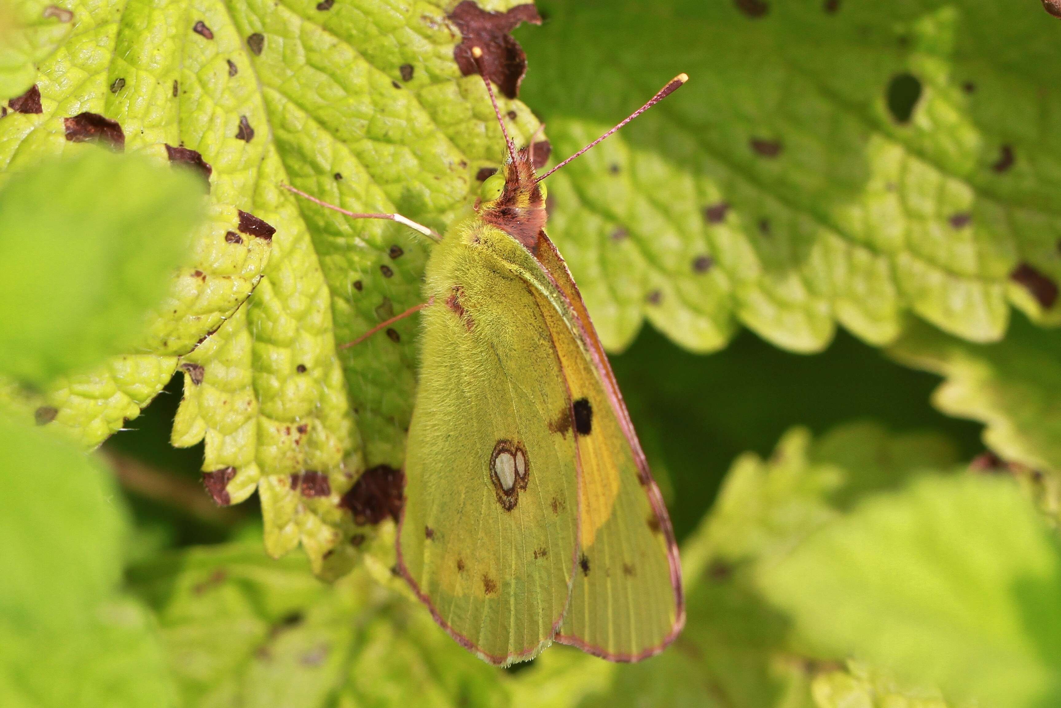 Image of clouded yellow