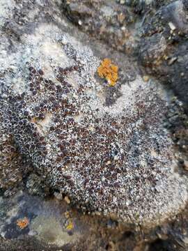 Image of rim lichen