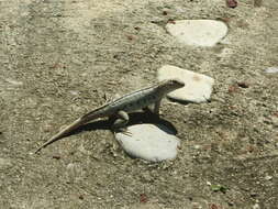 Image of Hispaniolan dune curlytail