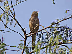 Image of Large Grey Babbler