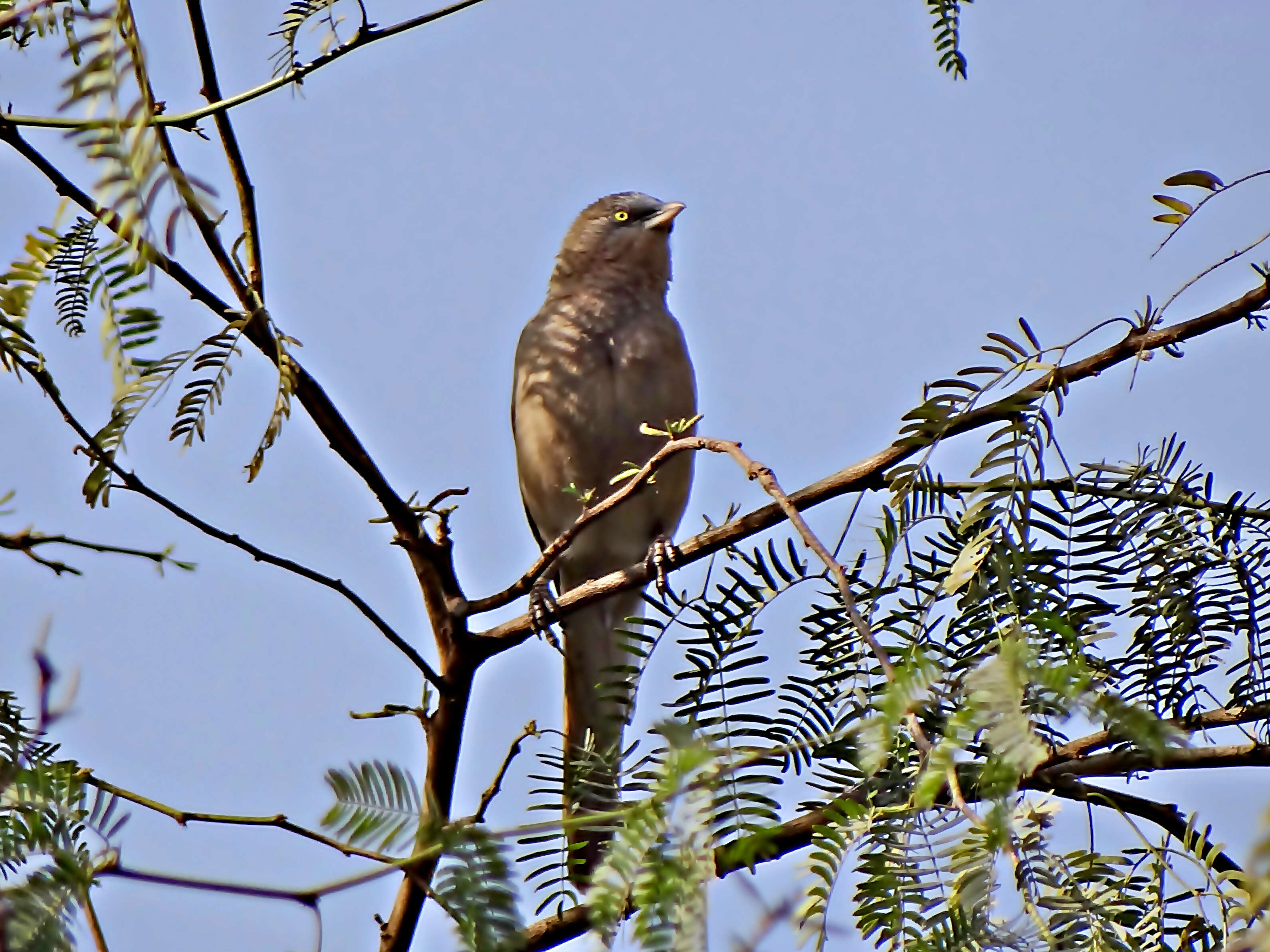 Image of Large Grey Babbler