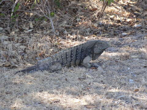 Imagem de Cyclura nubila (Gray 1831)