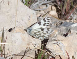 Image of Pontia sisymbrii nigravenosa Austin & J. Emmel 1998