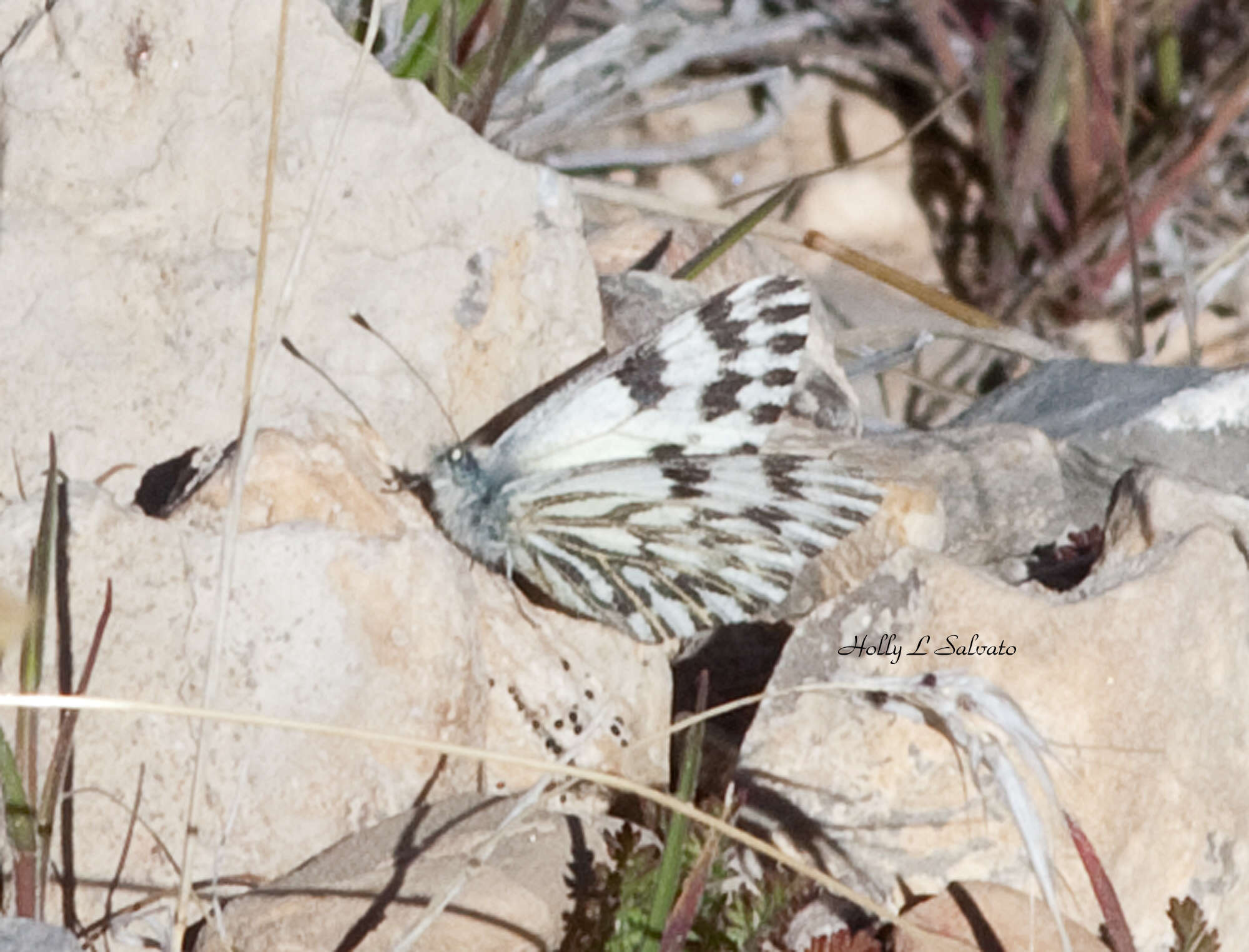 Image of Pontia sisymbrii nigravenosa Austin & J. Emmel 1998