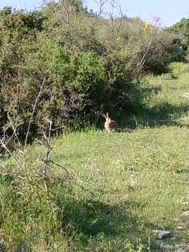 Imagem de Lepus corsicanus de Winton 1898