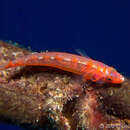 Image of Gorgonian Goby