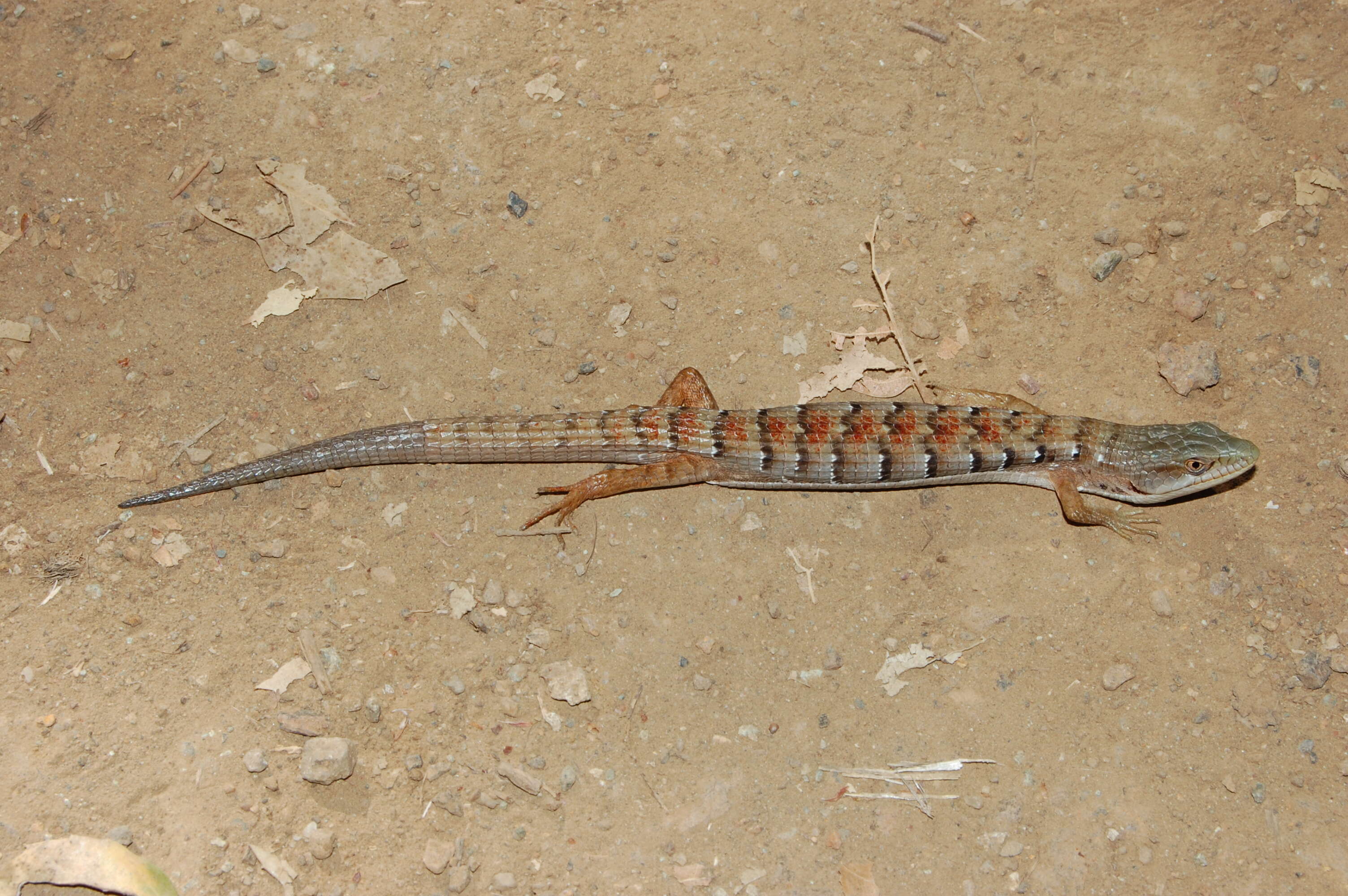 Image of Southern Alligator Lizard