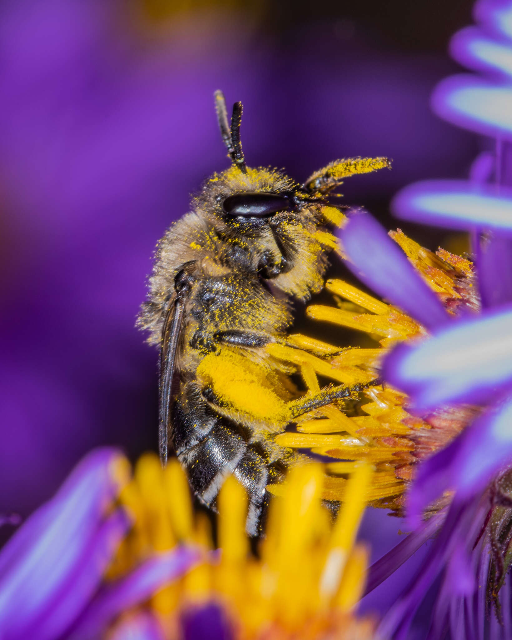 Imagem de Colletes compactus Cresson 1868