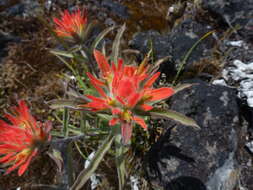 Слика од Castilleja pruinosa Fern.