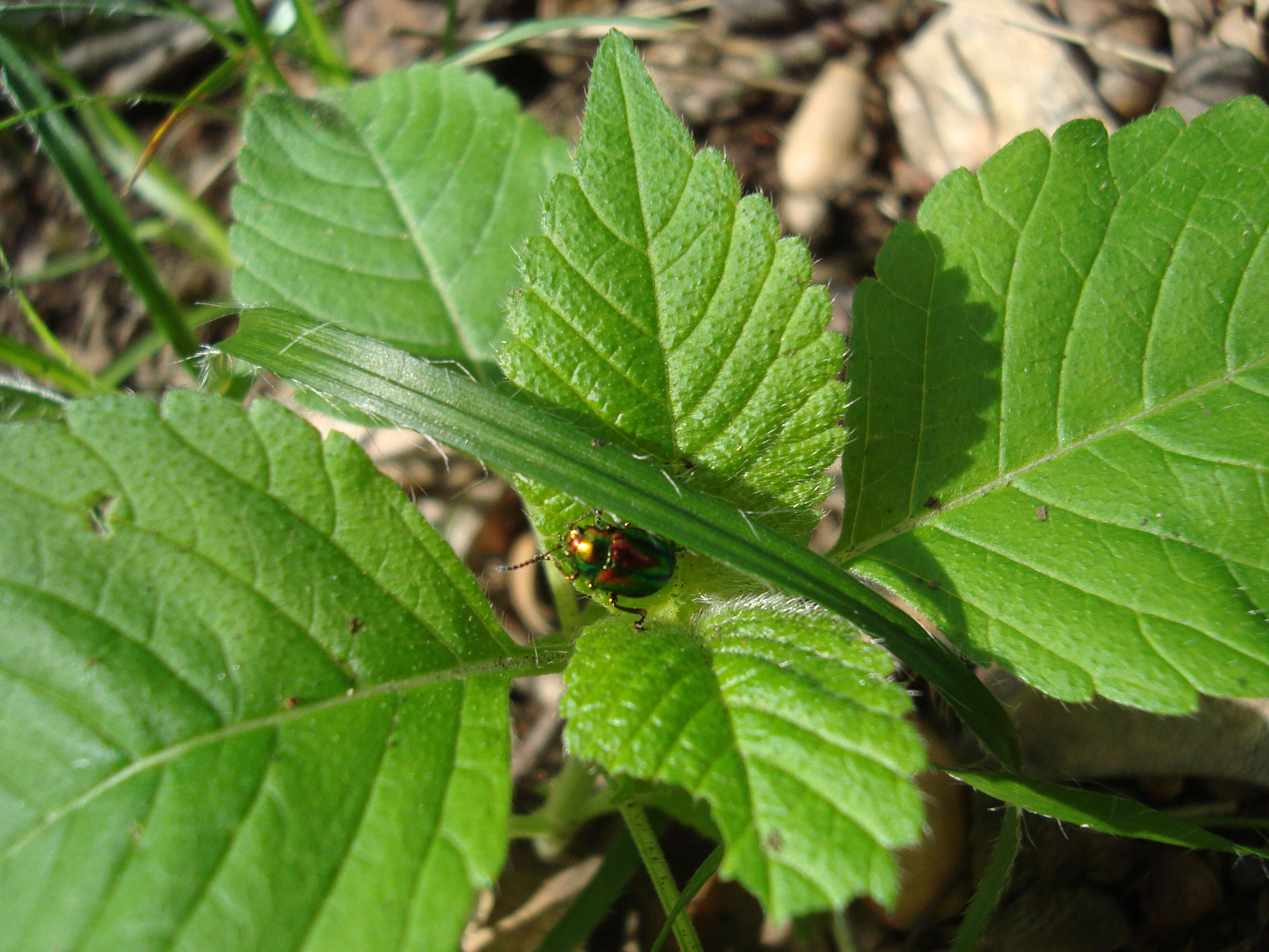 Image of Chrysolina fastuosa