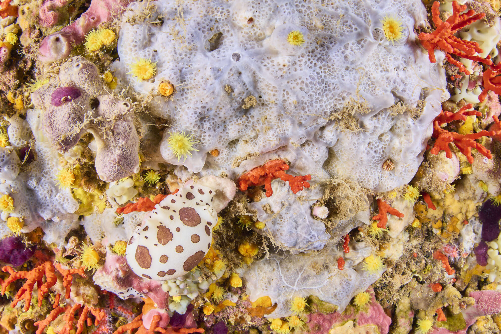 Image of bluish encrusting sponge