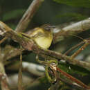 Image of Black-billed Flycatcher