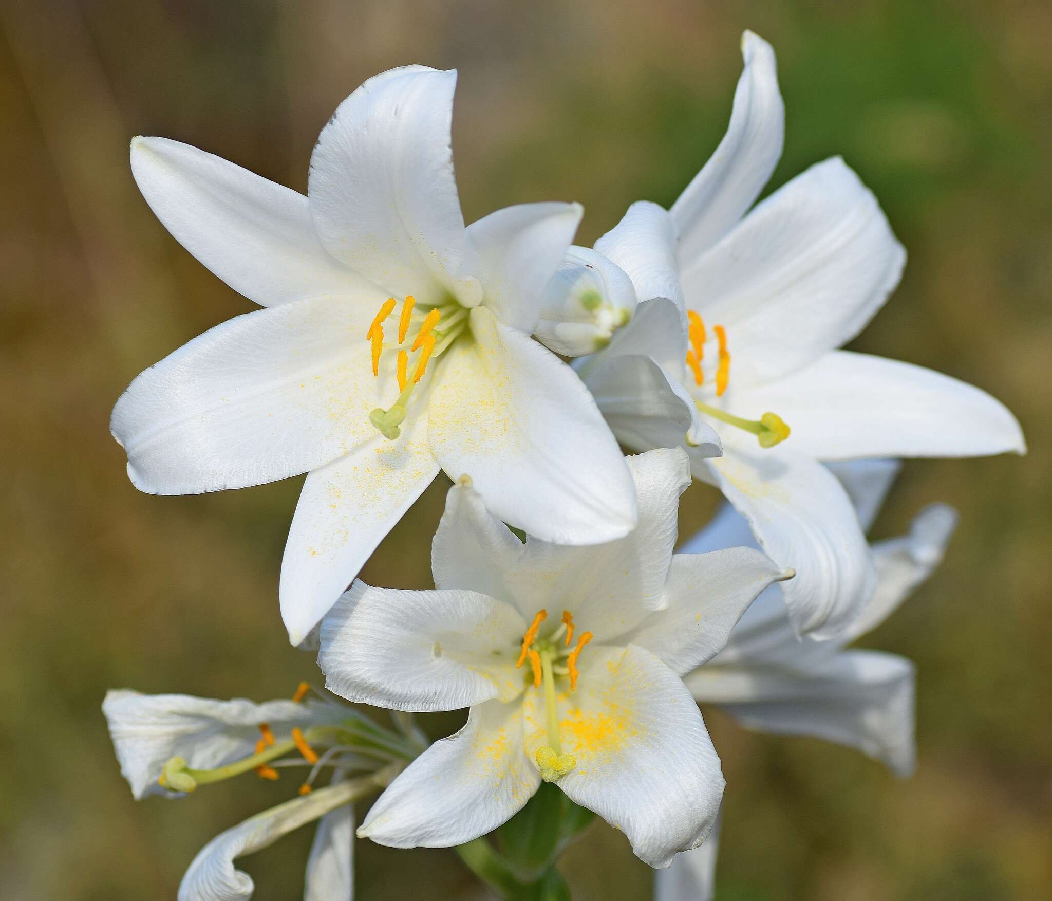 Image of Madonna lily