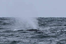 Image of Black Right Whale