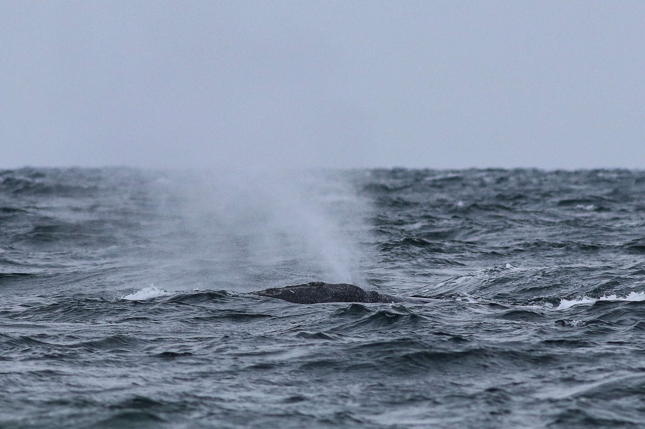 Image of Black Right Whale