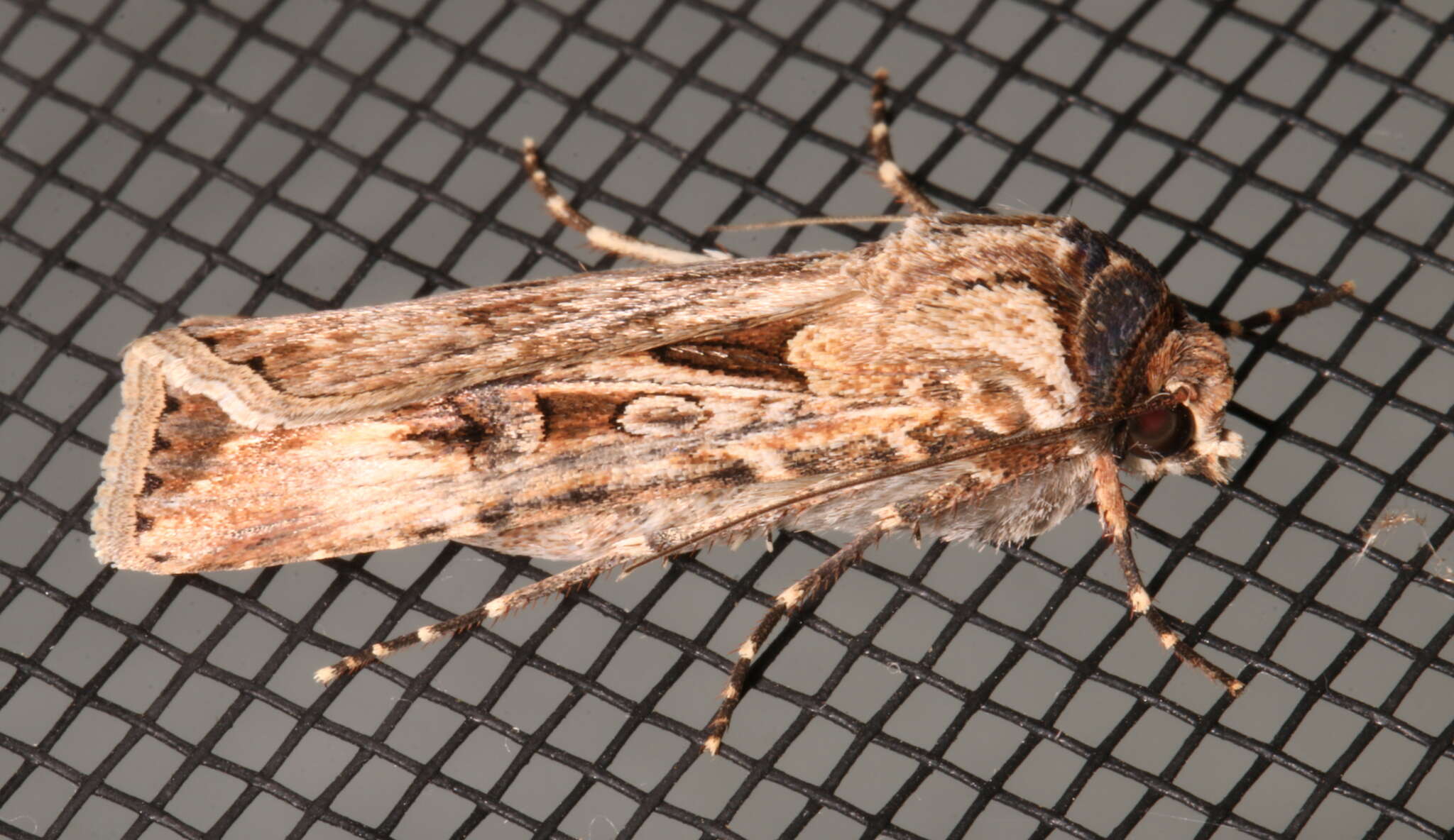 Image of Agrotis munda Walker 1856