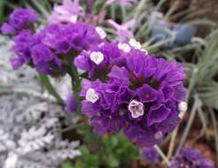 Imagem de Limonium sinuatum (L.) Miller